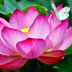 Reiki Zen Meditation Music 1 Hour Healing Music, Positive Motivating Energy.