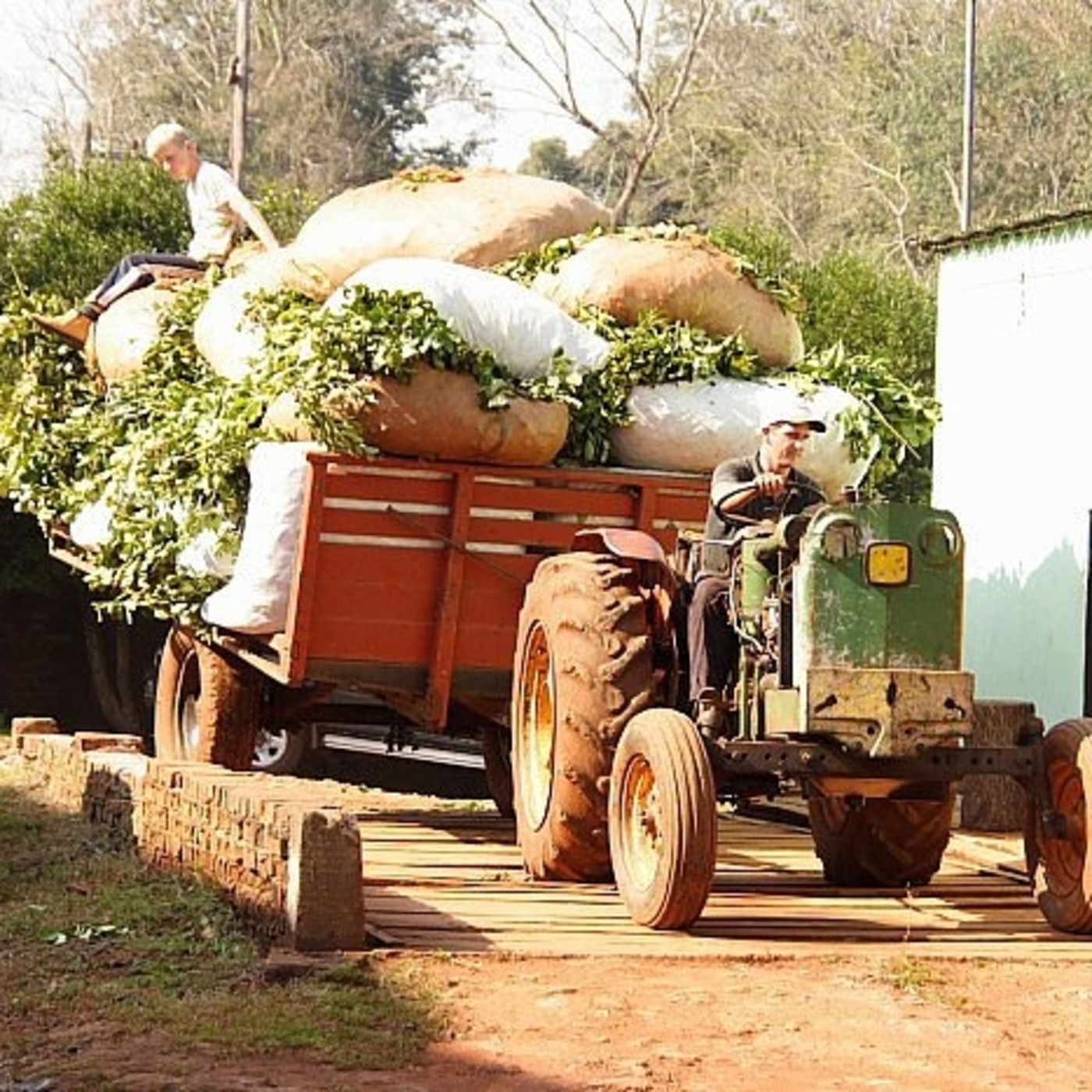 La Torre de Babel- LT 17