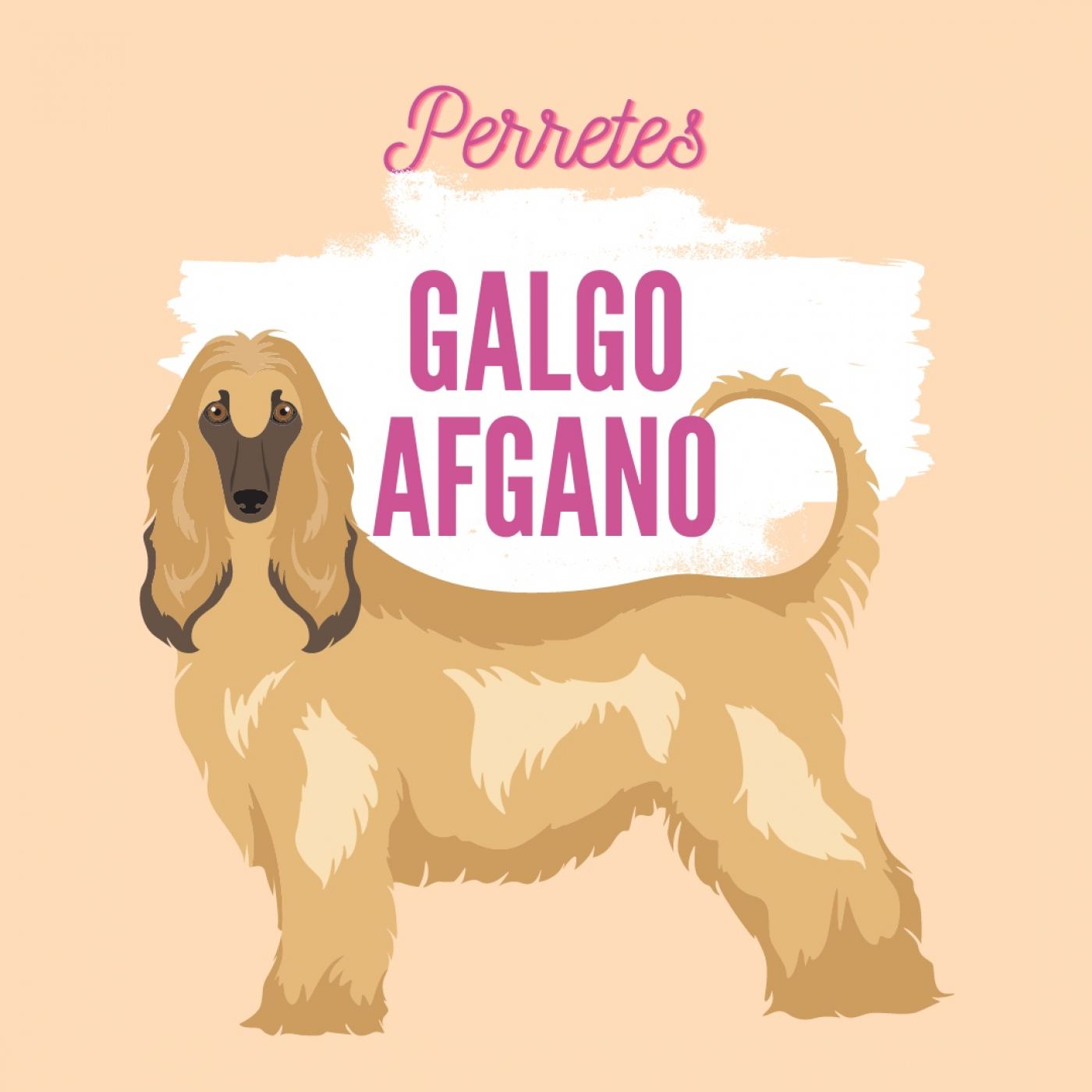 Perretes | Las razas de perros