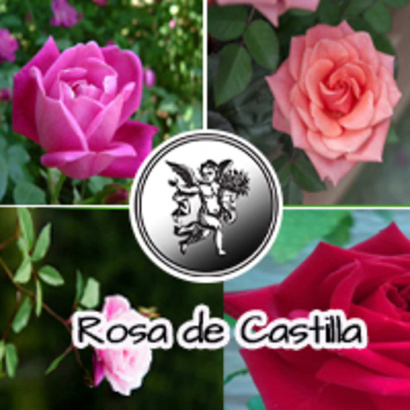 El Angel de tu Salud - ROSA DE CASTILLA II episode artwork