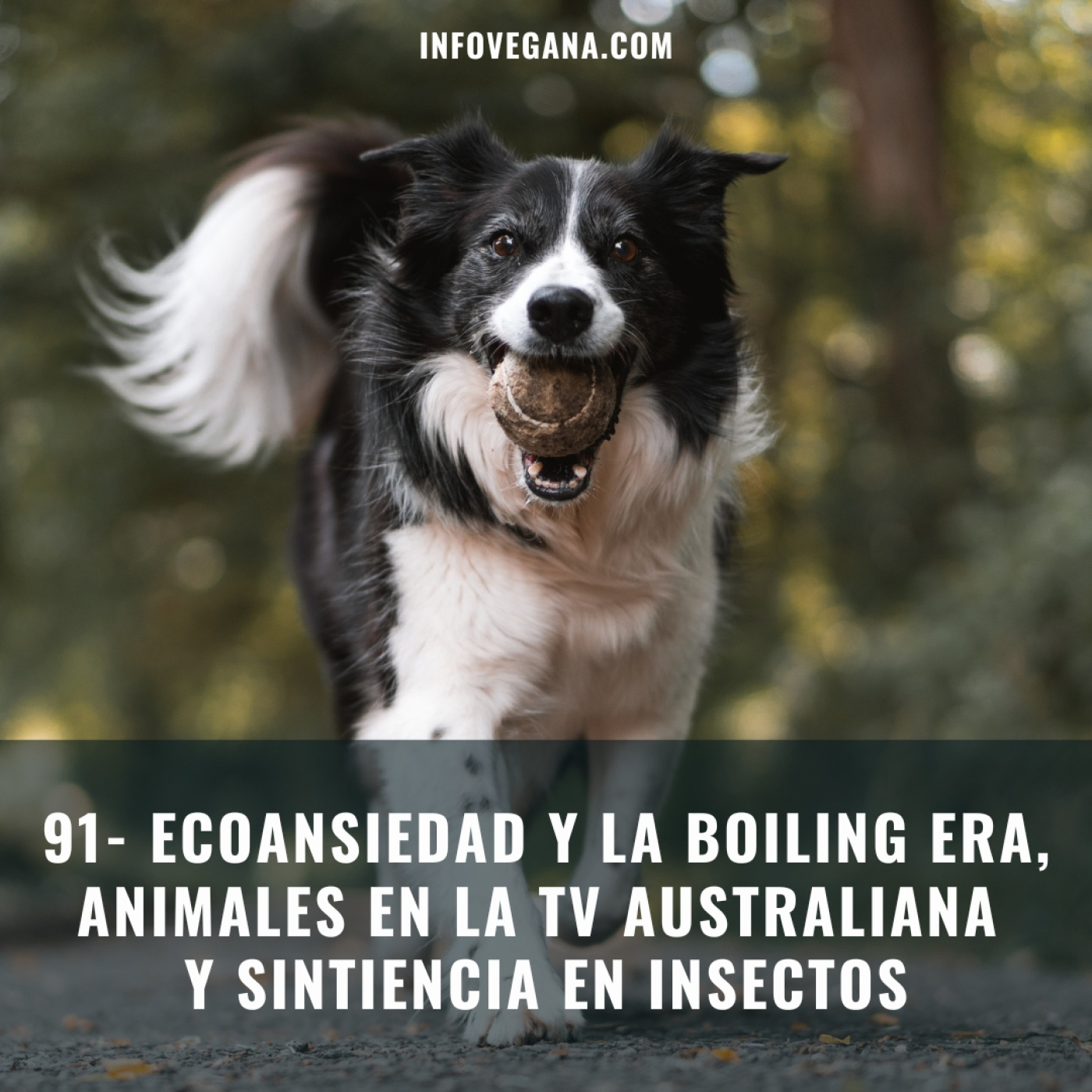Infovegana, podcast de veganismo y sostenibilidad