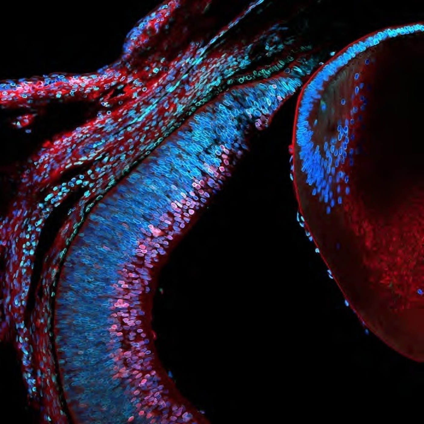 Fotciencia19