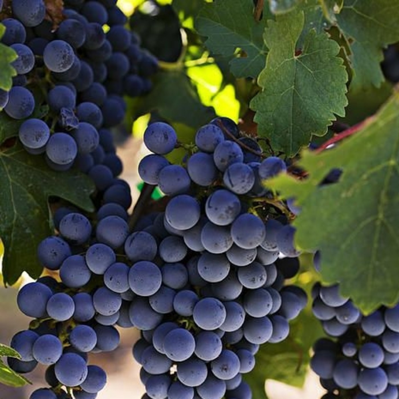 Podcast de Homilias para los sencillos