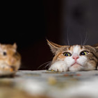 Los gatos