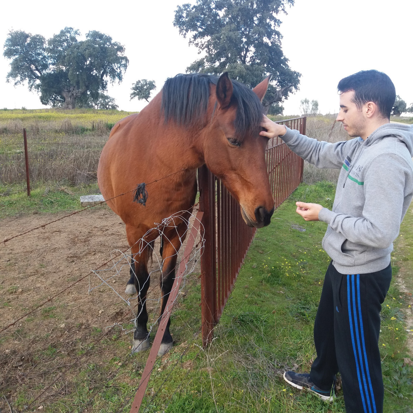 Insitudiario
