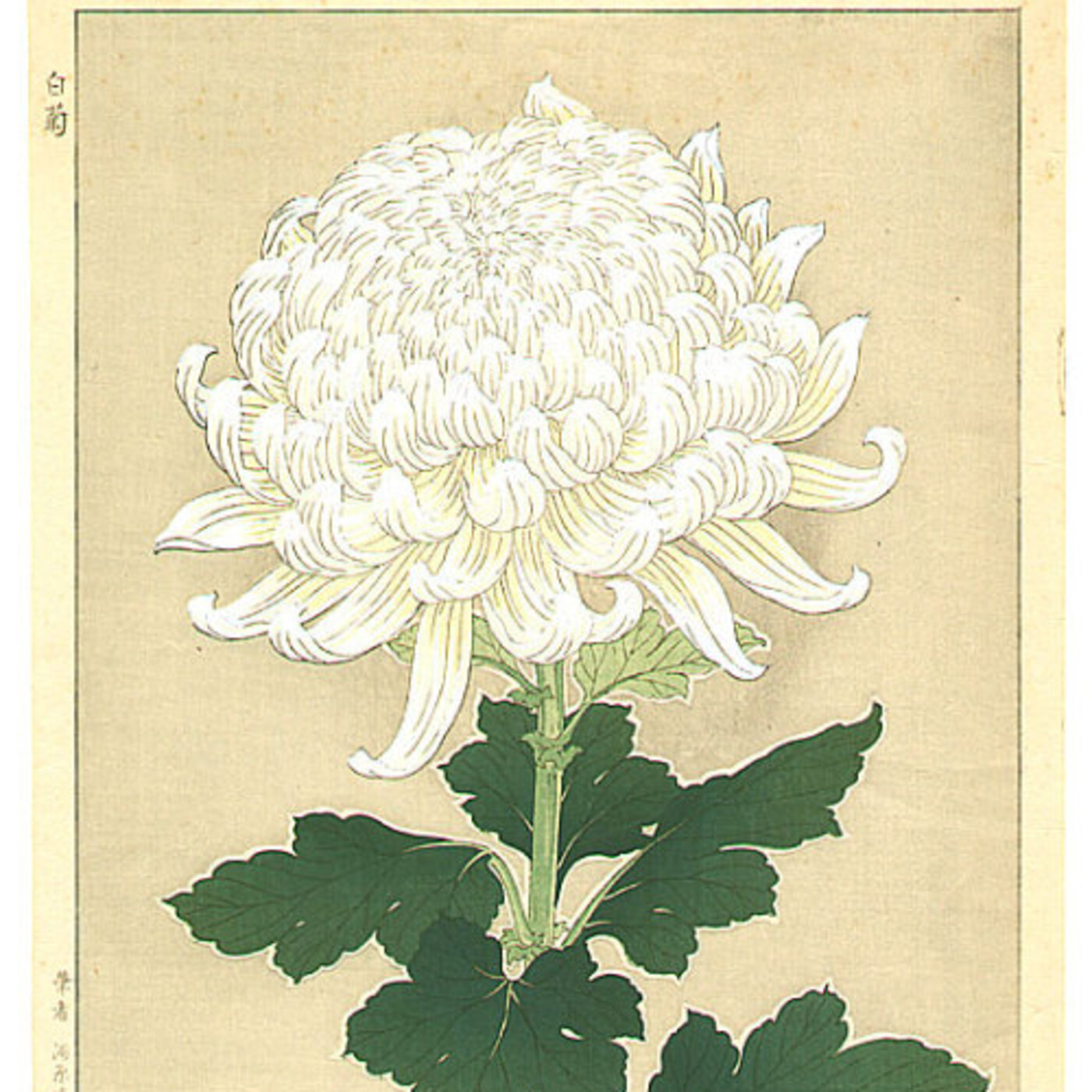 Leyenda Japonesa del Crisantemo - Presentado por Samantha Susana G.M.