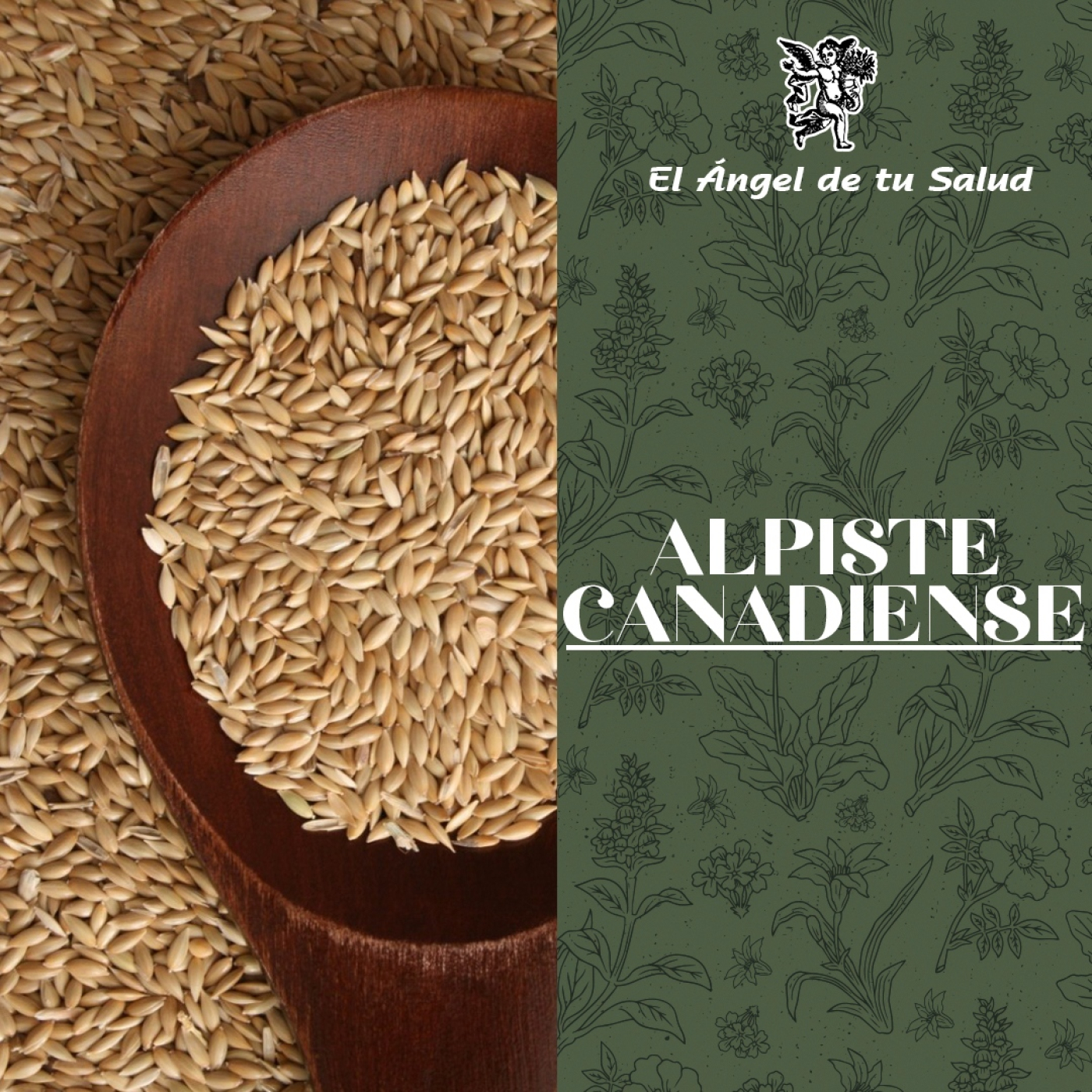 El Ángel de tu Salud - Alpiste Canadiense** episode artwork