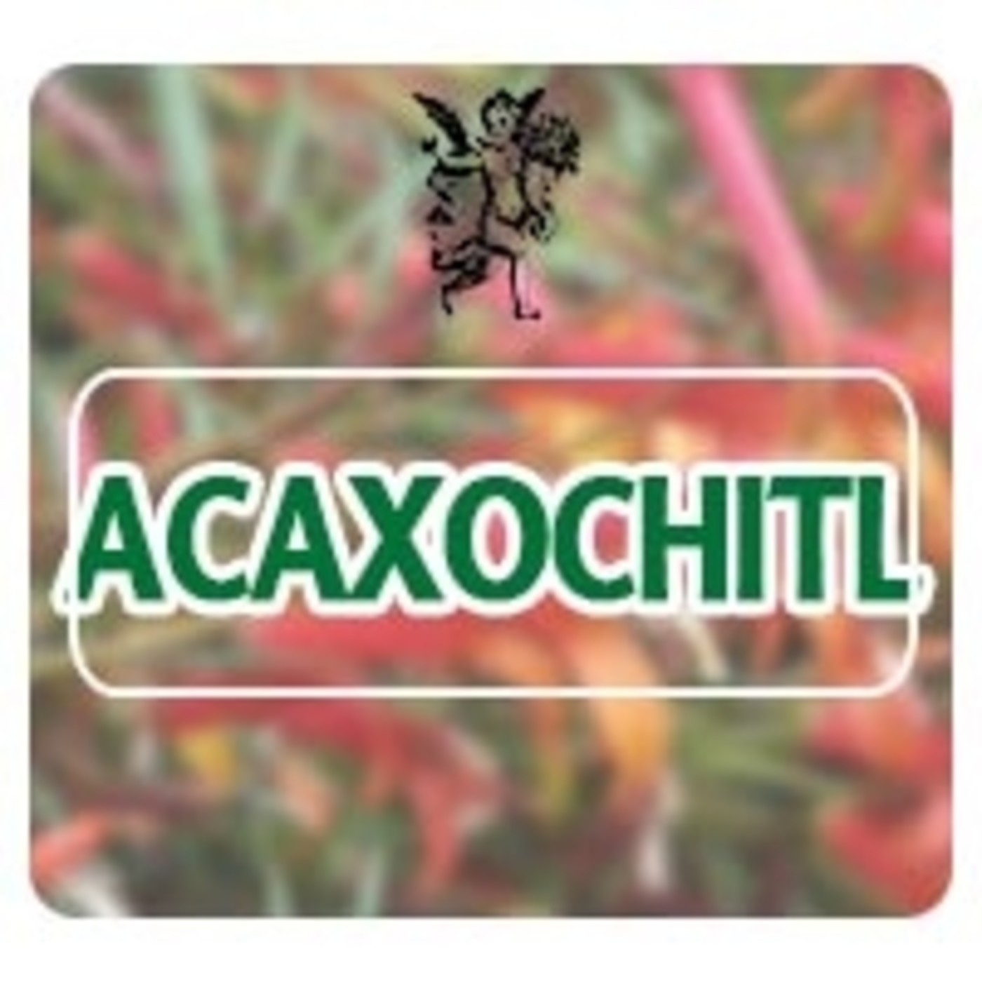 El Ángel de tu Salud - ACAXOCHITL * episode artwork
