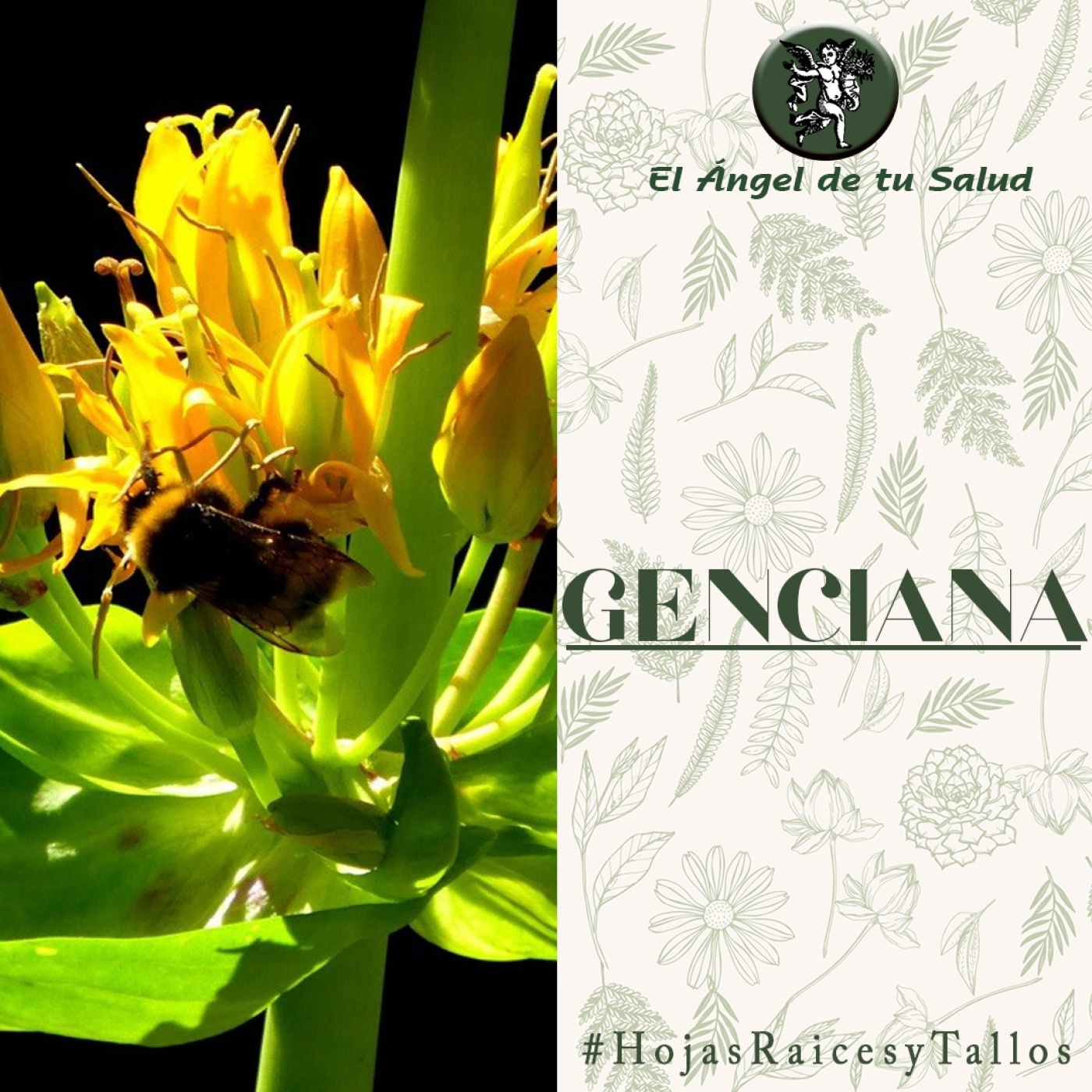 El Ángel de tu Salud - Genciana** episode artwork