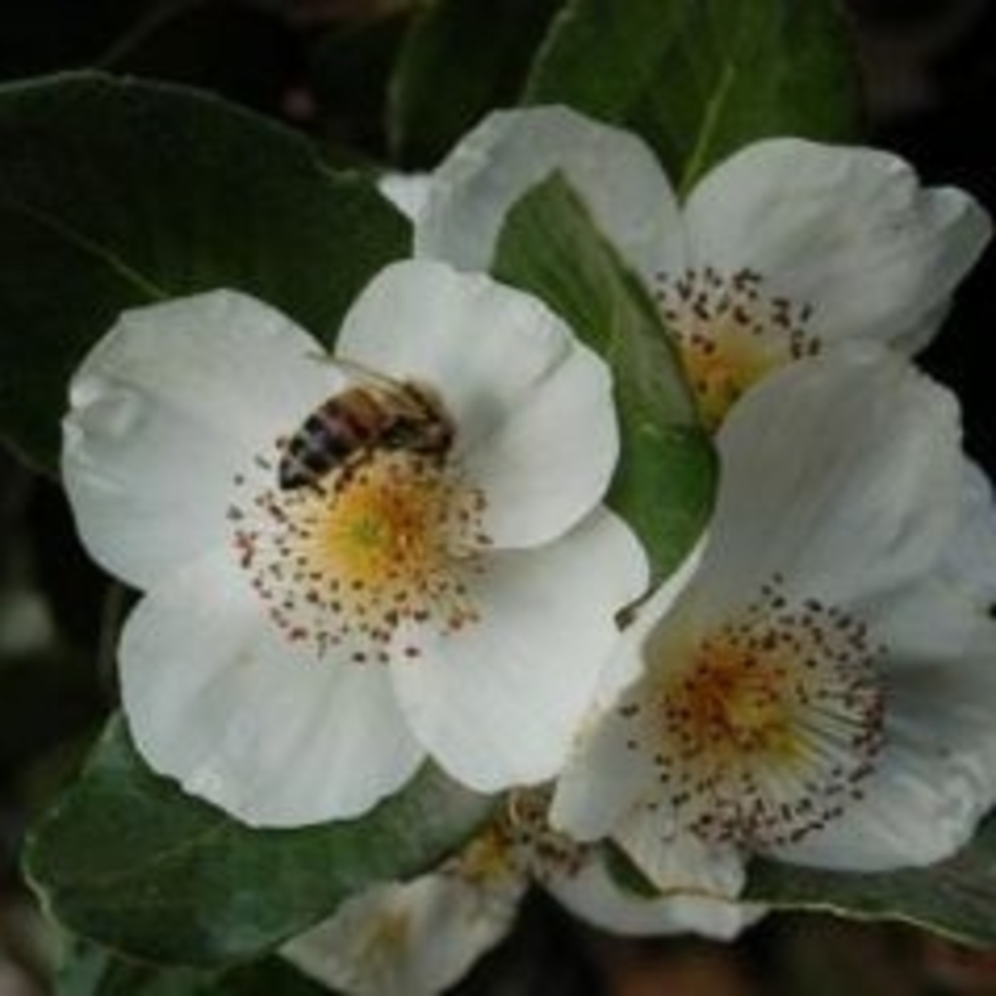 Mieladictos