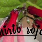 El Ángel de tu Salud - MIRTO ROJO