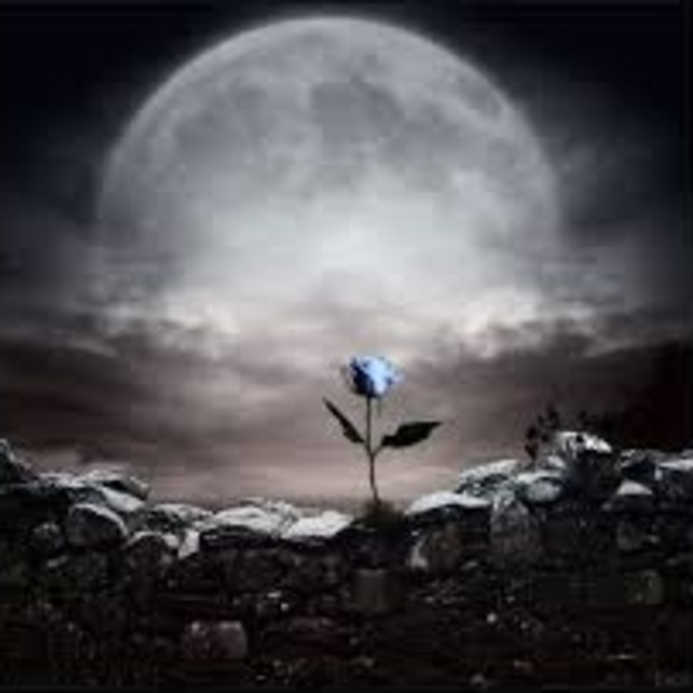 Flor de luna miércoles 14 de enero 2020 episode artwork