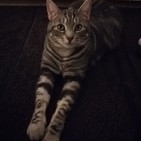 Los Gatos de Ulthar