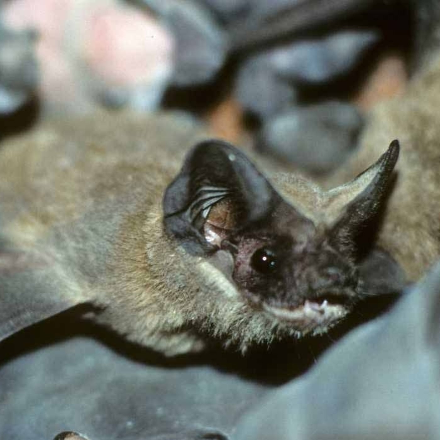 La crisis es epidemica o sera ya pandemica en la China?