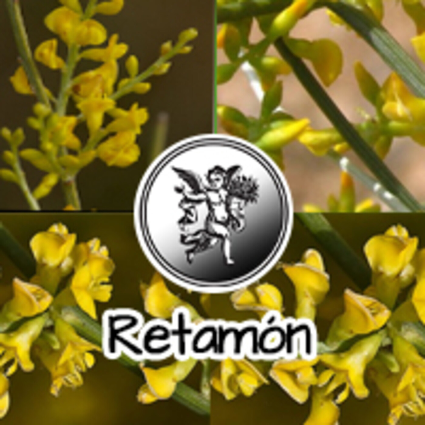El Ángel de tu Salud - RETAMÓN **** episode artwork