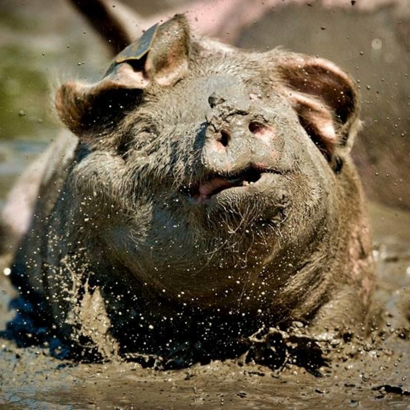 El Chancho Y La Maceta