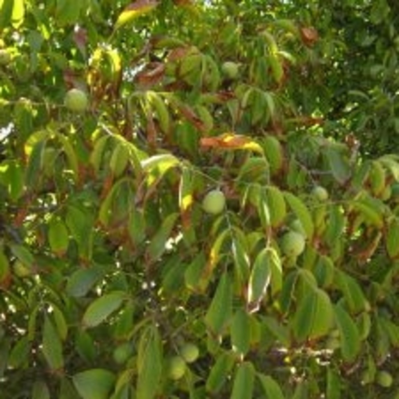 Audio-Artículos de Planeta Agronómico