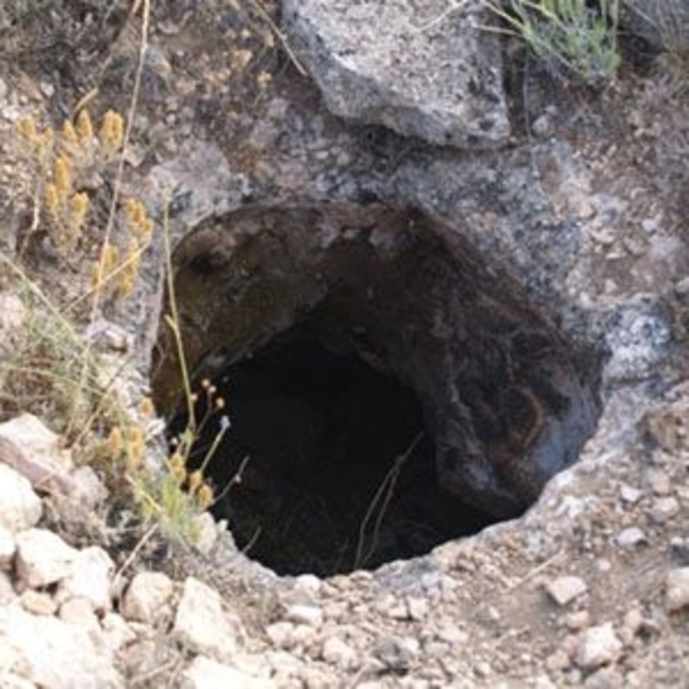 Cuentos del bosque oscuro
