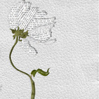 embed image