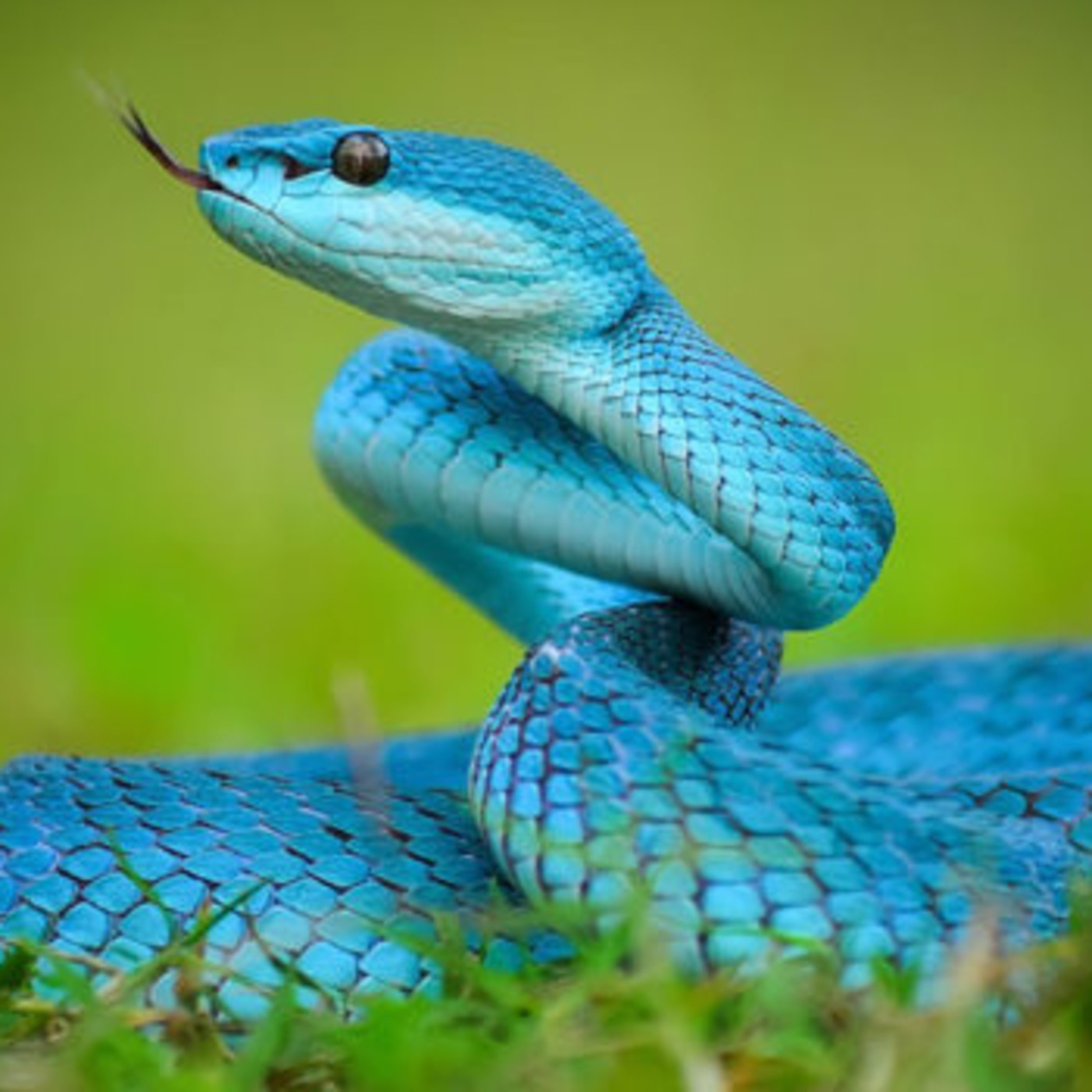 Aleta Dorsal
