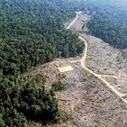 Contacto Tierra 23: Deforestación; Perfil psicológico de los agricultores sostenibles