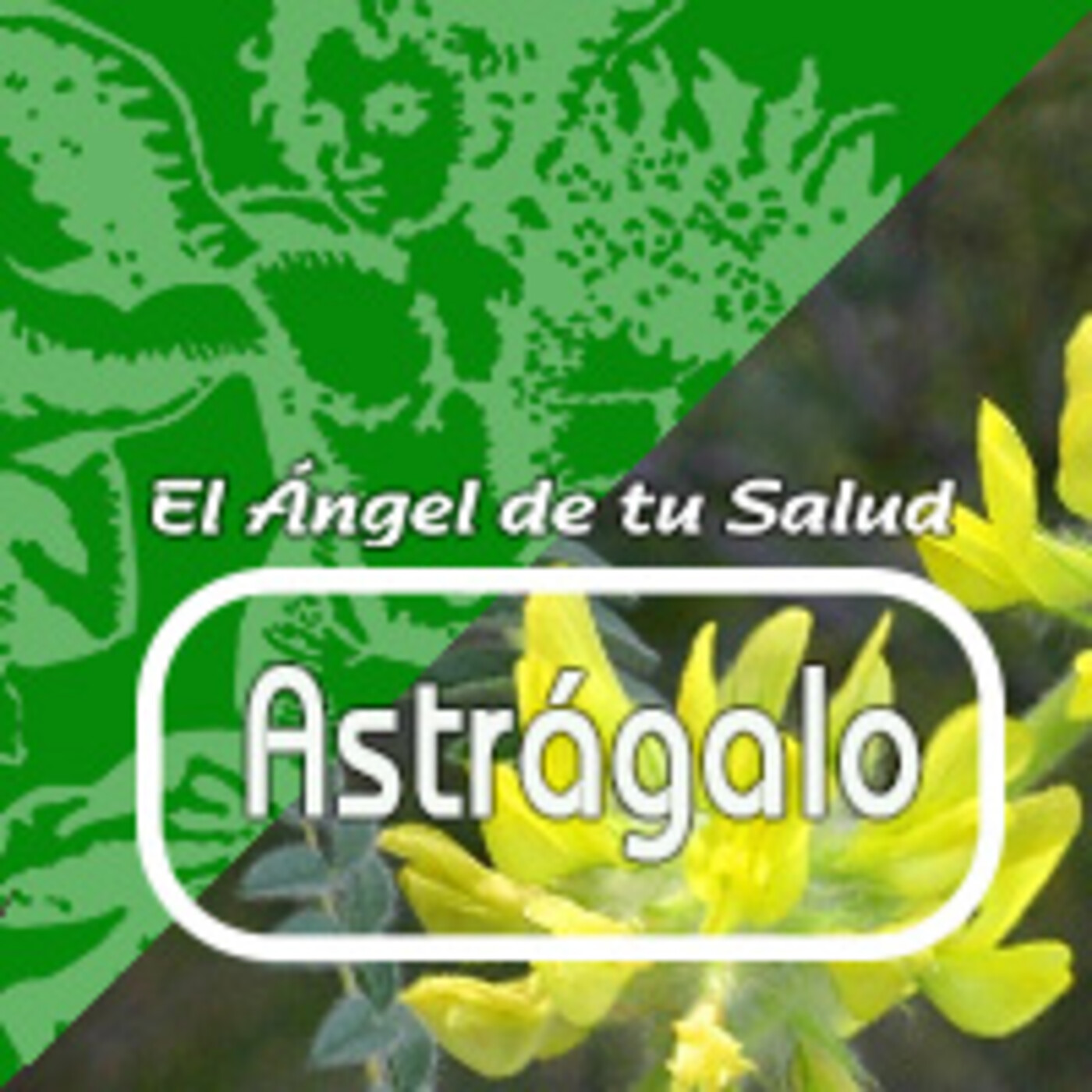 El Angel de tu Salud - ASTRÁGALO ***