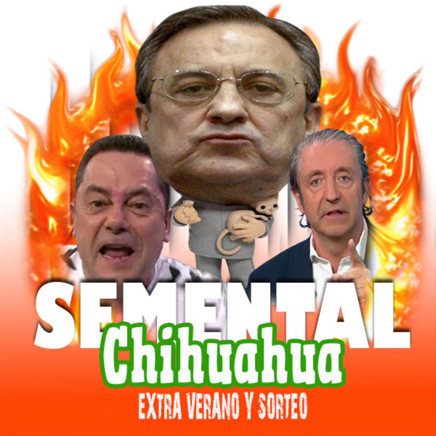 Semental Chihuahua