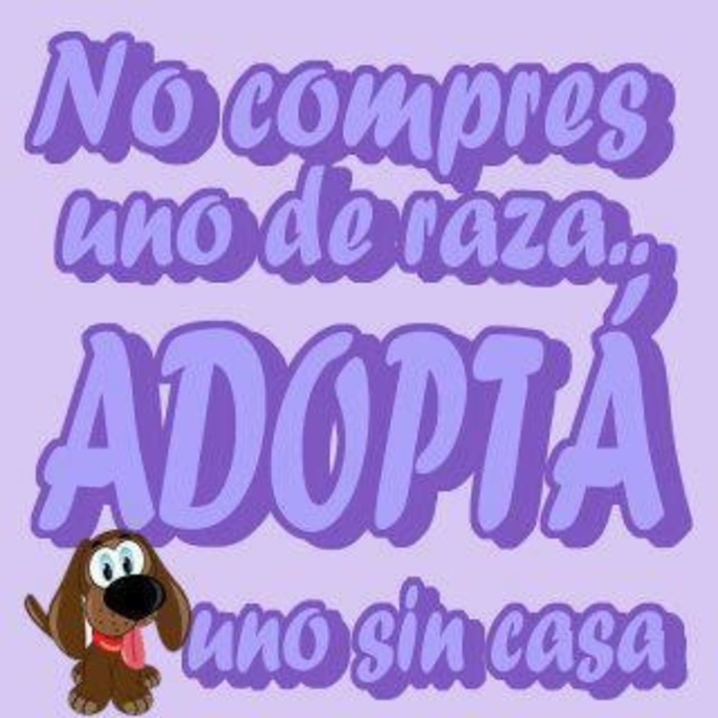 Nuestras Mascotas - Adoptar en Navidad 2016-12-20