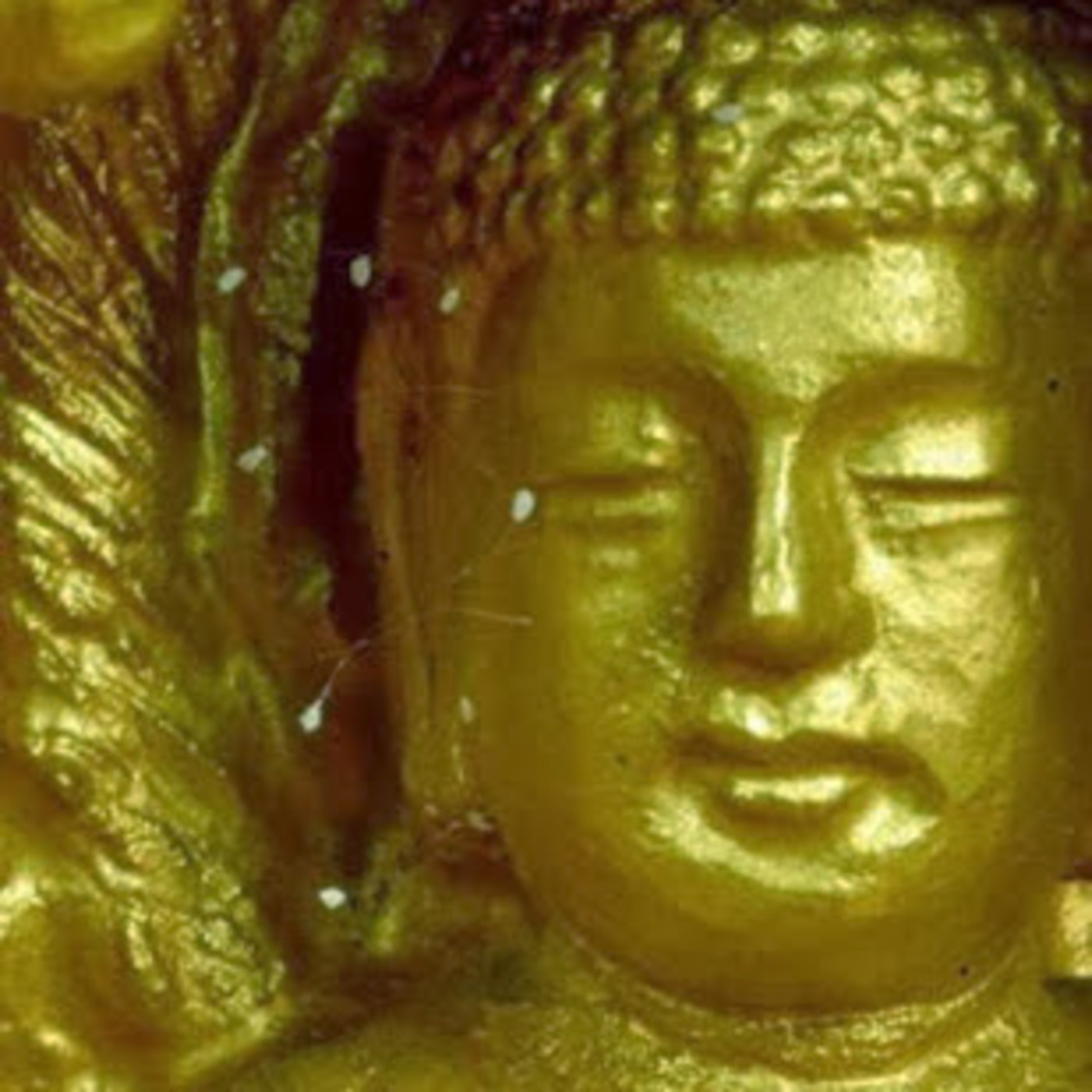 El Regreso de Maitreya