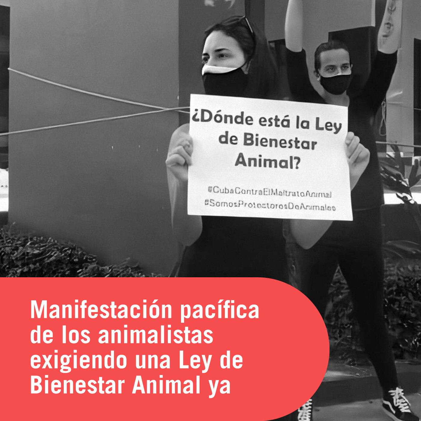 elTOQUE en vivo