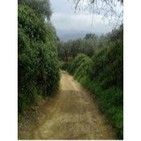 Episodio 23 - El Camino