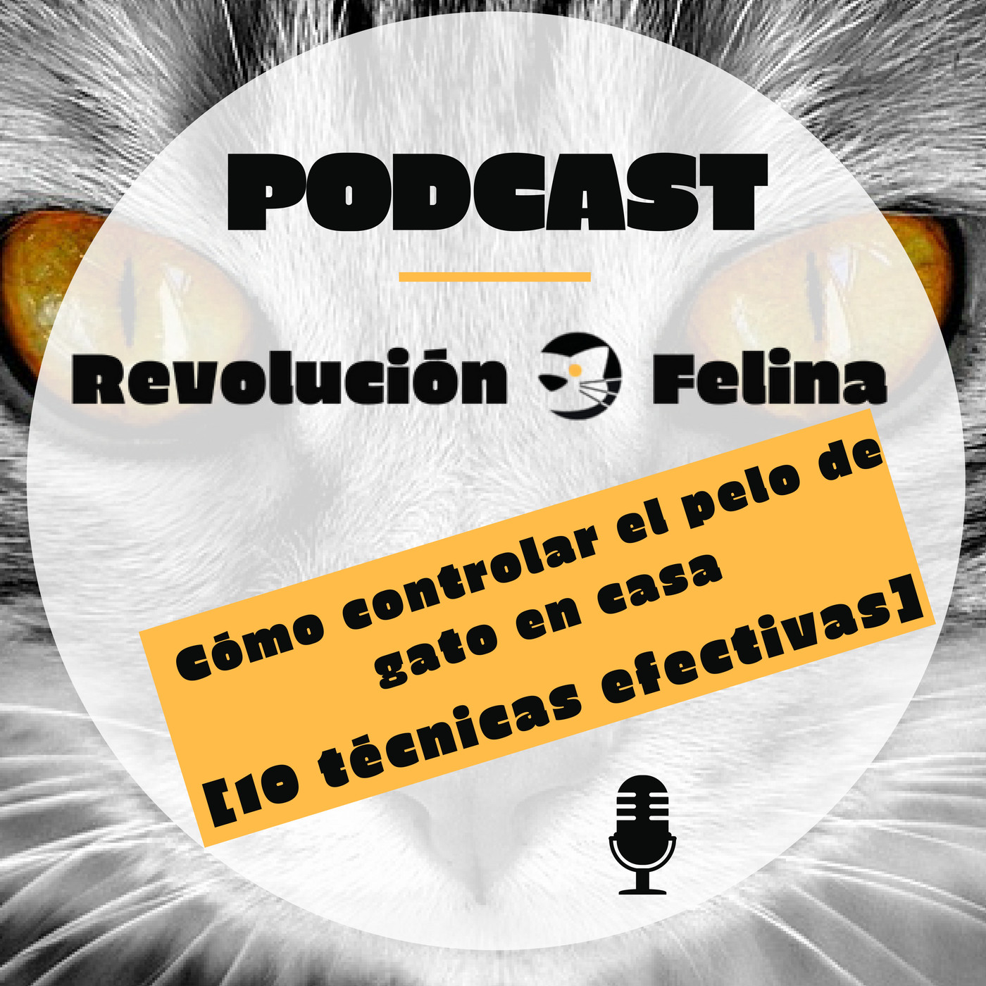 Revolución Felina