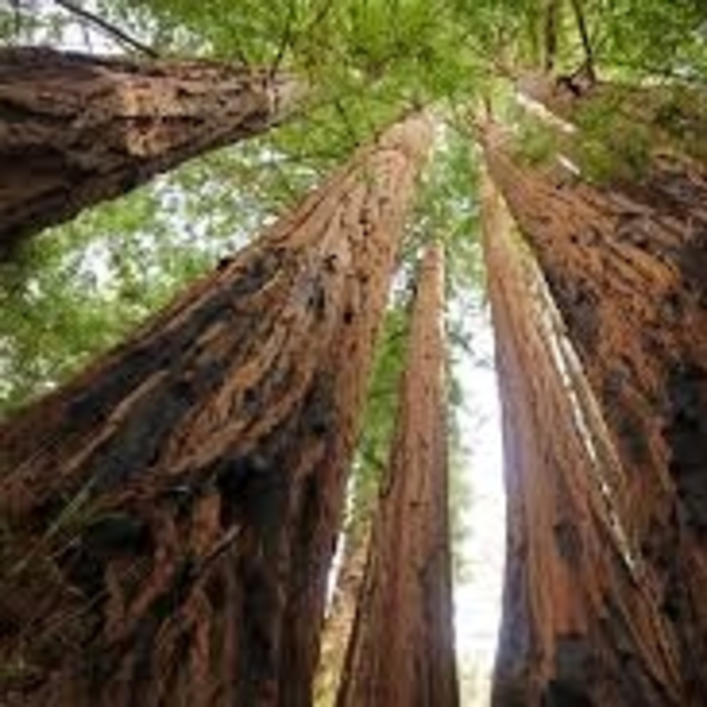 SPIRITUAL MASTERS IN THE AMERICAN CONTINENT. Chapter 6, “Don Uriel” the Applied and Practical Ecology Group