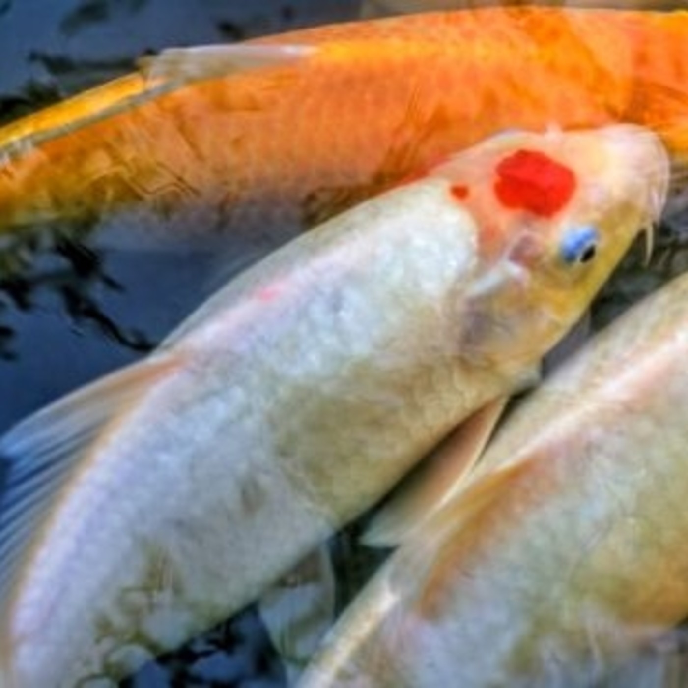 Non-Existent Story Season 2 #8. BEAUTY - Casey & Mario Bellatín