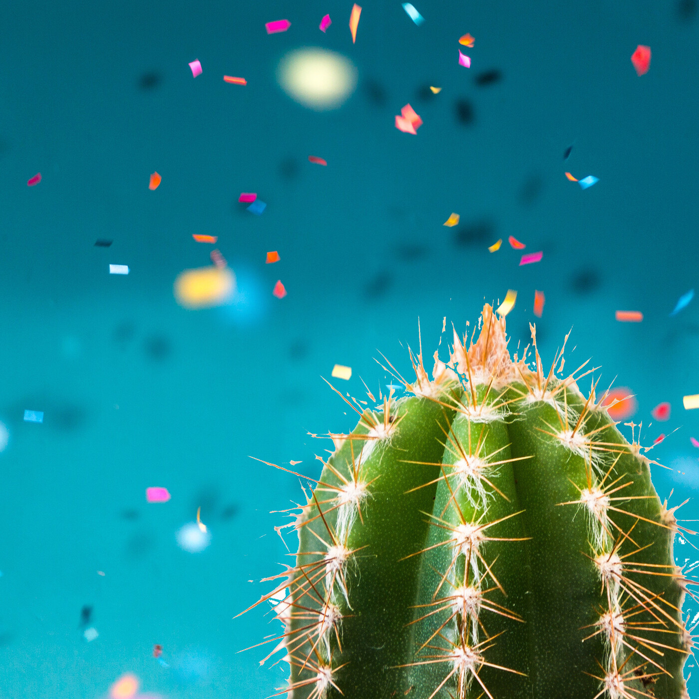 Cactus Confetti
