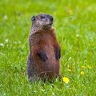 El dia de la marmota