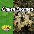 El Ángel de tu salud - LIQUEN LECHUGA
