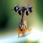Insectos