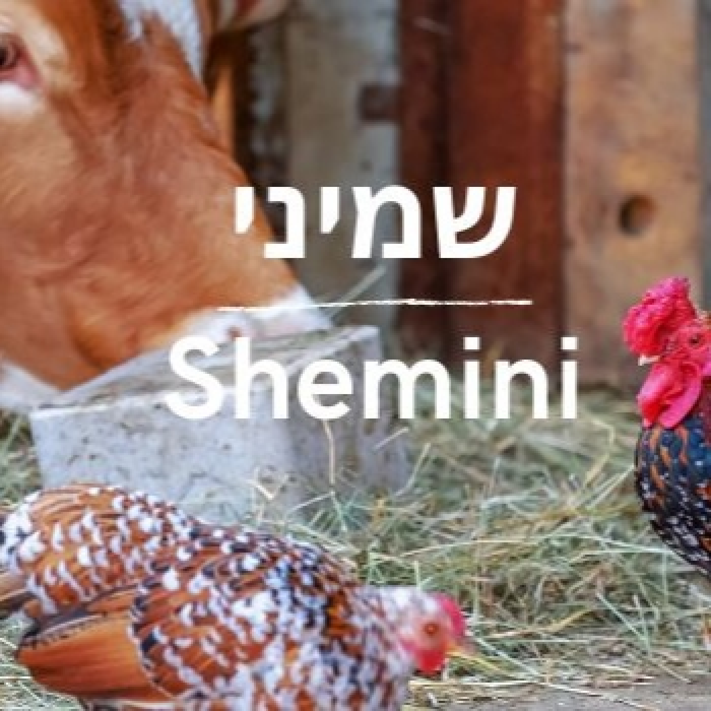 Parashat Sheminí en Inglés