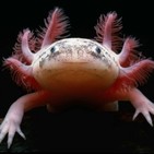 "Axolotl" de Julio Cortázar