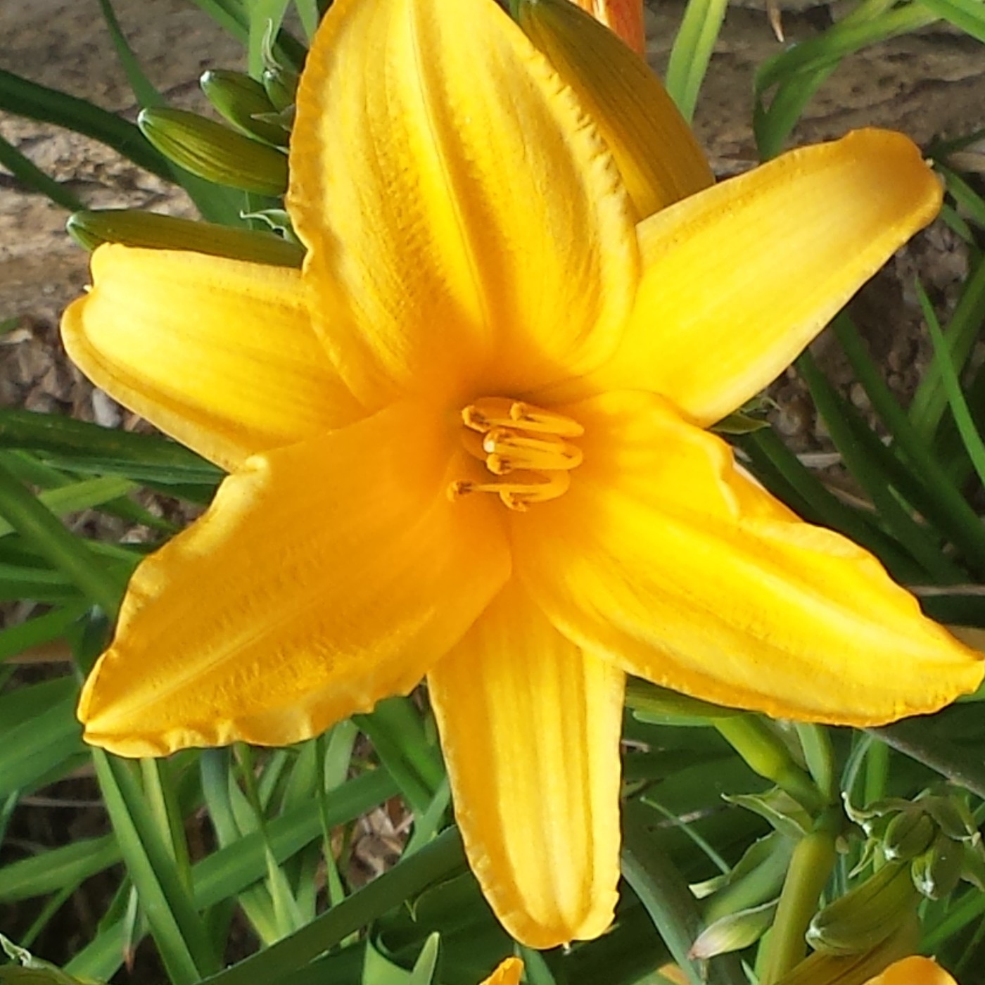 Nuestra Mente es Maravillosa