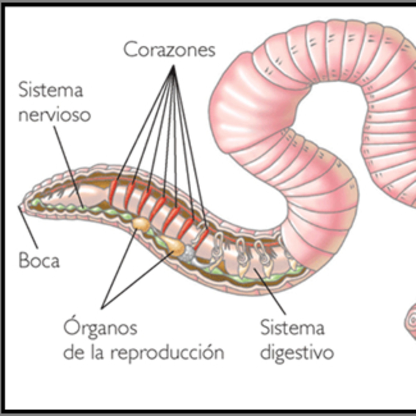 ¡Cuál es animal que más corazones tiene? episode artwork