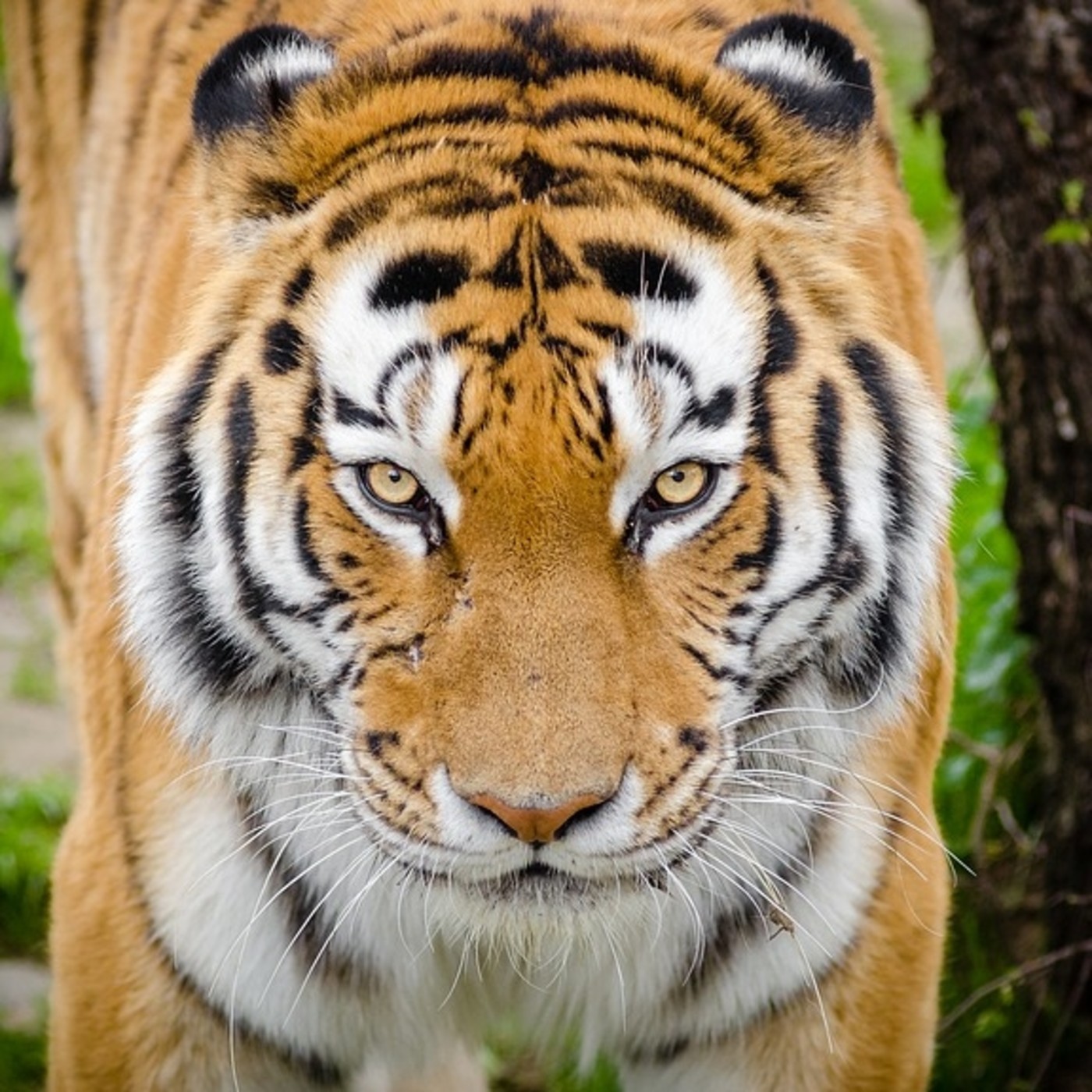 ANIMALES DE PODER