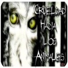 22º-Crueldad hacia los animales - Ya Basta! (Voz Humana)