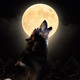 Noche de lobos (10-12-2019)