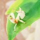 Sistema de Clasificación de Especies