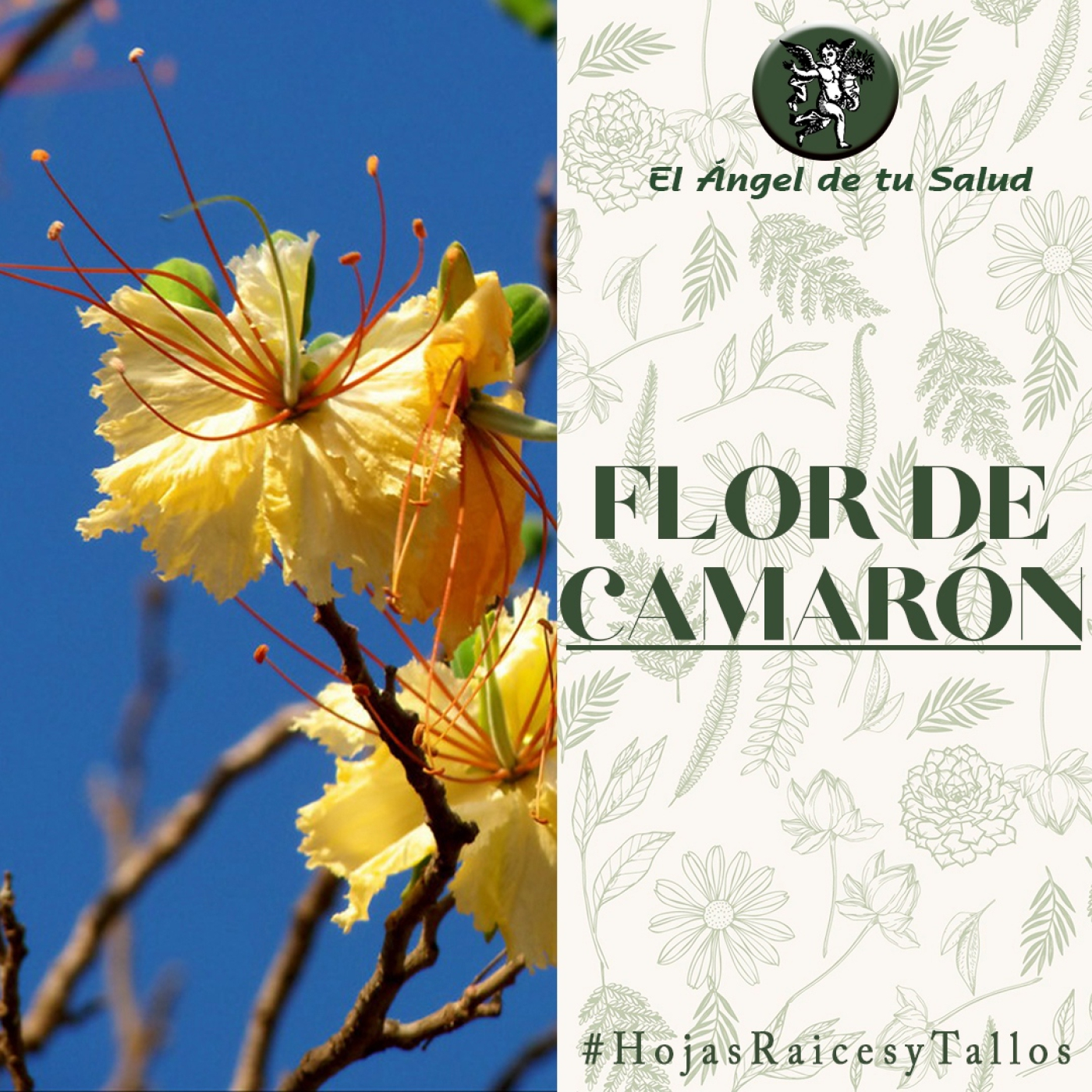 El Ángel de tu Salud - Flor de Camarón** episode artwork