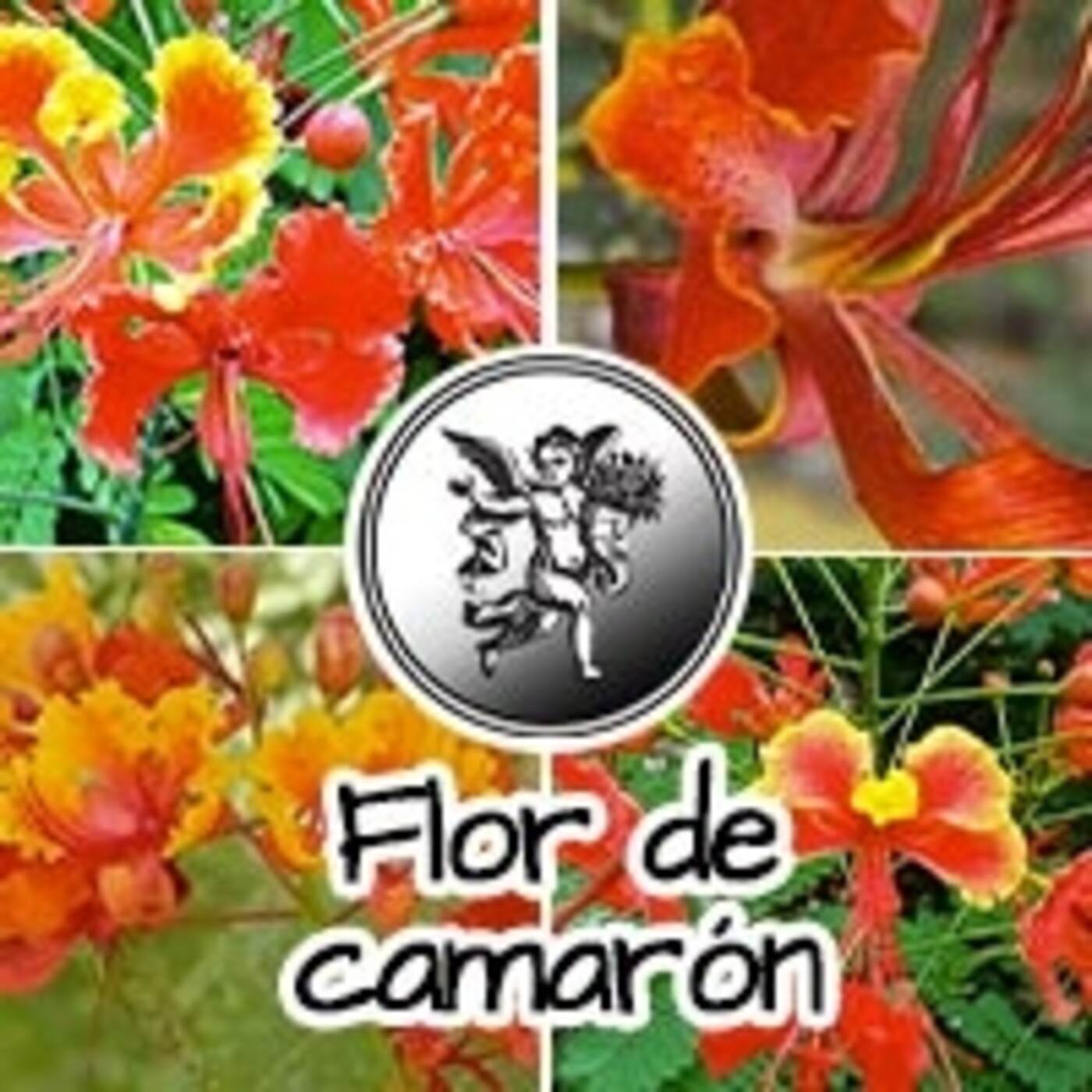 El Ángel de tu Salud - FLOR DE CAMARÓN* episode artwork
