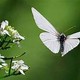 La mariposa blanca