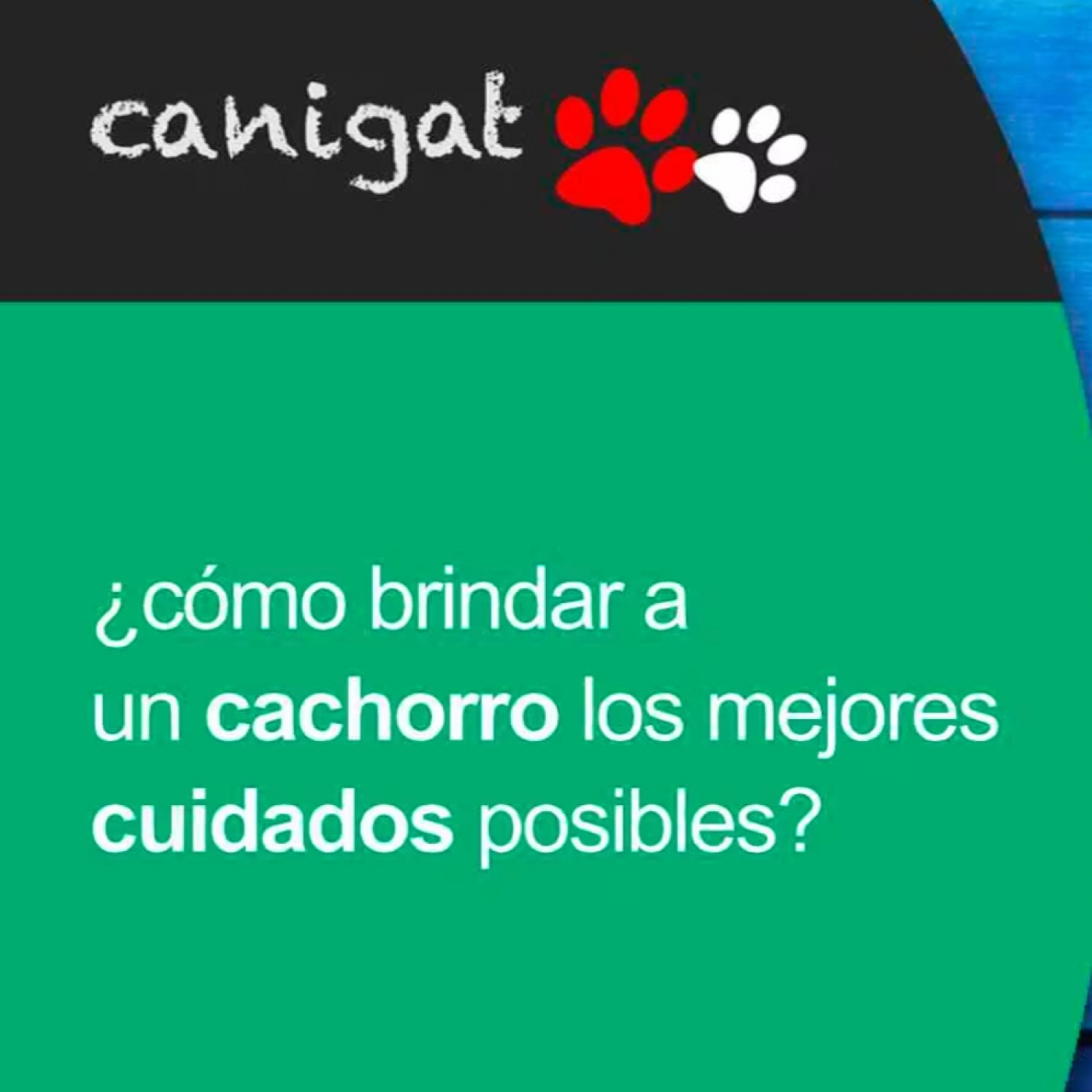 Consejos veterinarios de perros y gatos by canigat